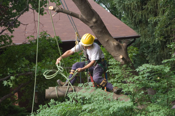 Oakdale, LA Tree Services Company